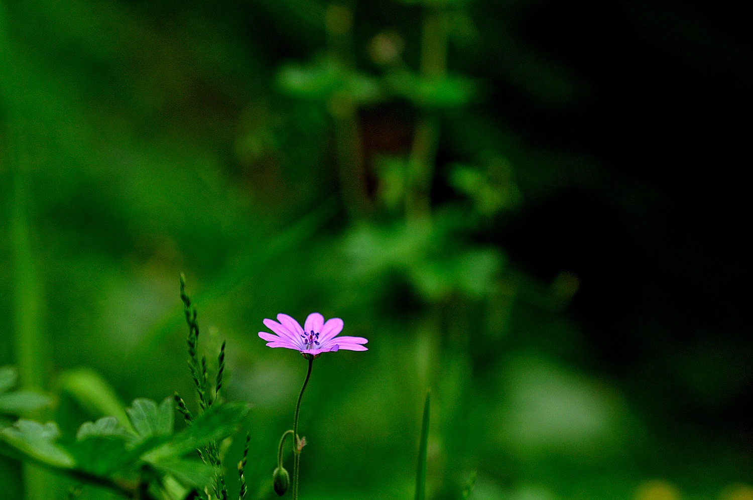 DSC_0558.JPG