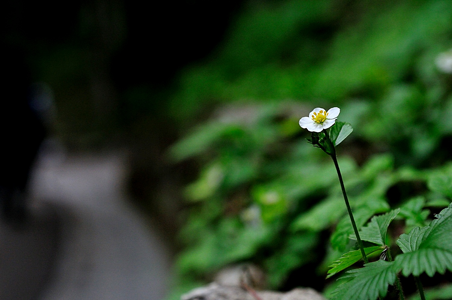 DSC_0580.JPG