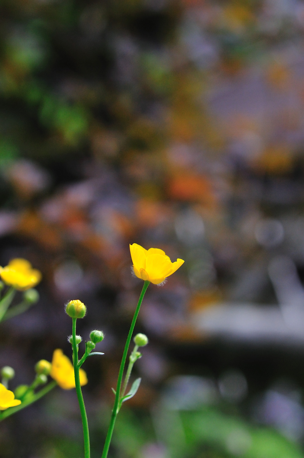 DSC_0620.JPG