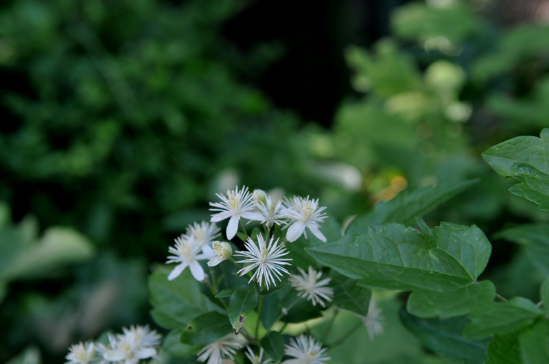 DSC_3659.jpg