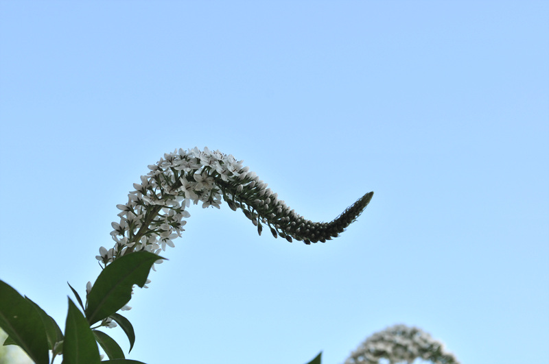 DSC_3642.jpg