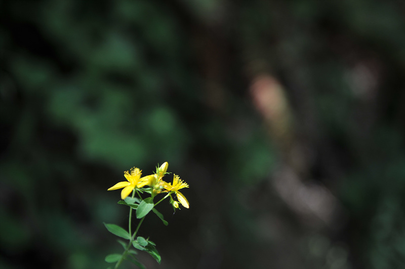 DSC_3653.jpg