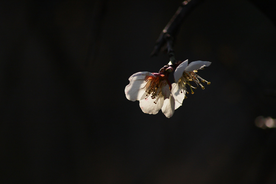 MG_1294.jpg
