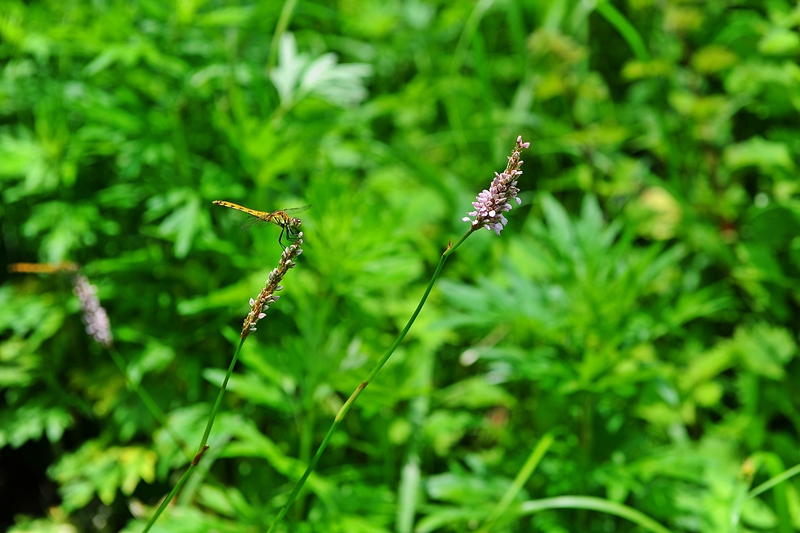 DSC_2328.JPG