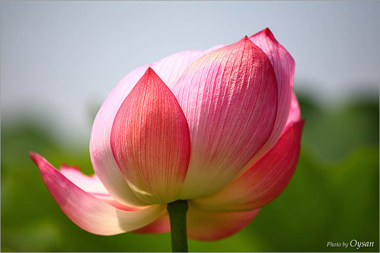 연꽃228.jpg