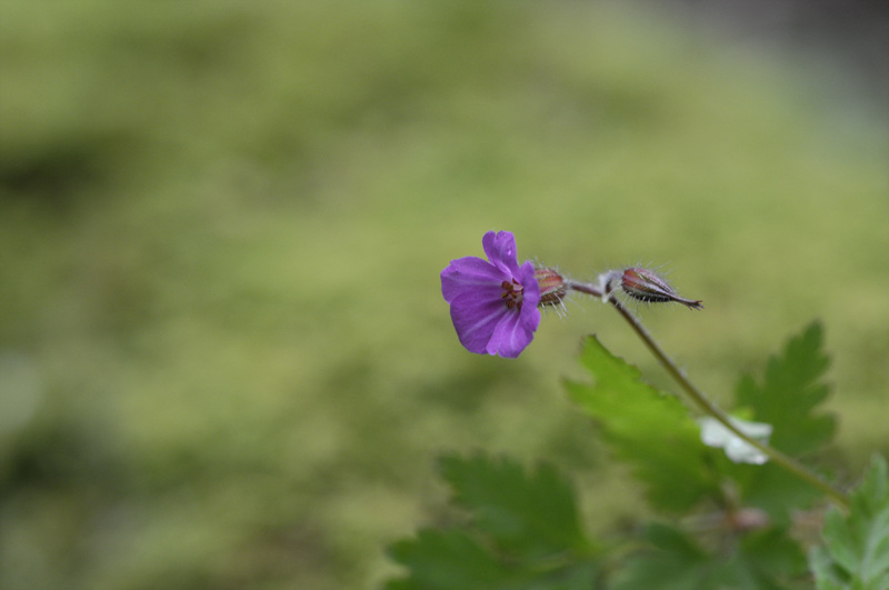 DSC_0823.jpg