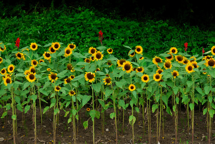 DSC_9608-1.jpg