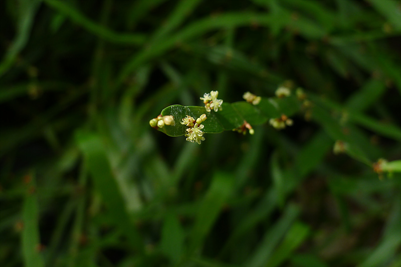 20120911-L1030426.jpg