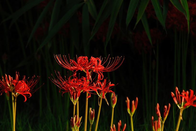 DSC_1639-1.jpg