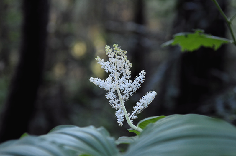 DSC_0535.JPG