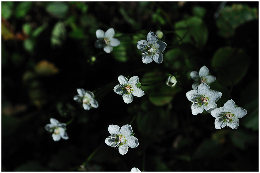 DSC_1683.jpg