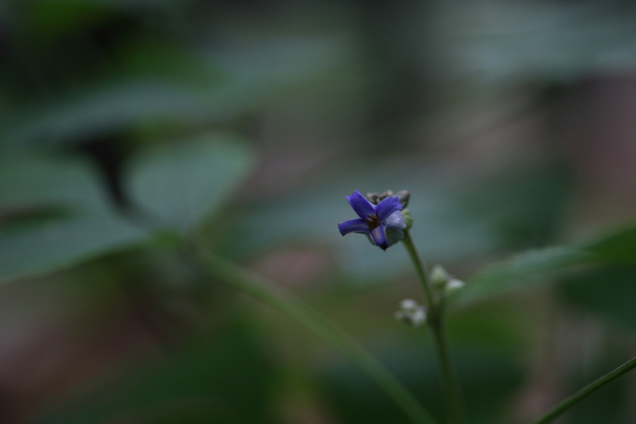 20090720 067.jpg
