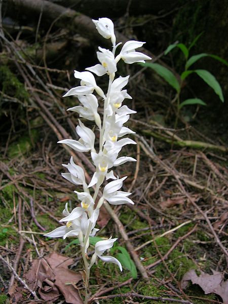 File:Phantom Orchid Gowlland-Tod2.jpg