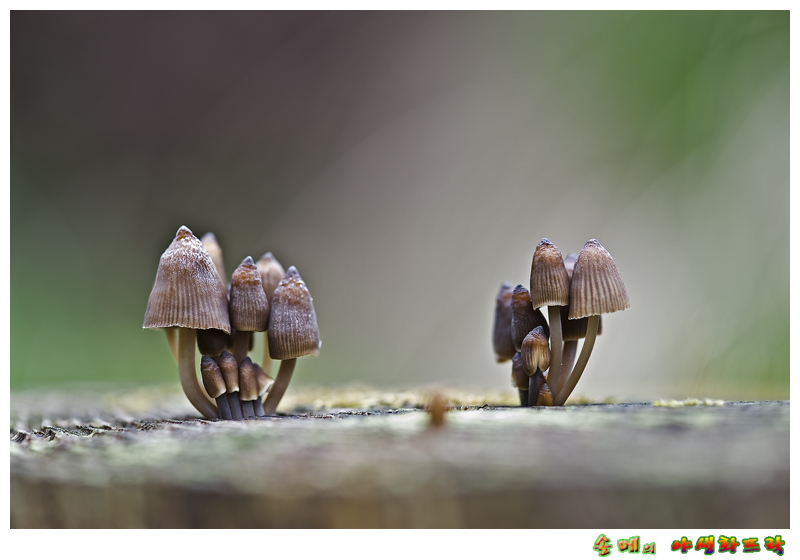 DSC_1512-1.jpg