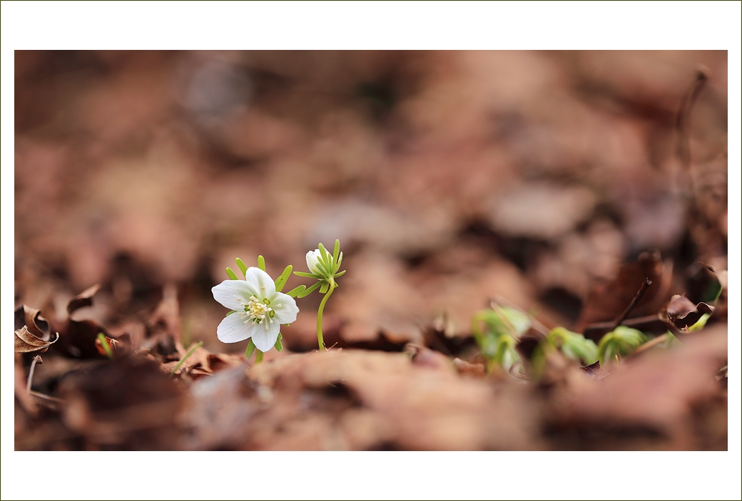 변산바람꽃 녹화 왕이메오름.JPG
