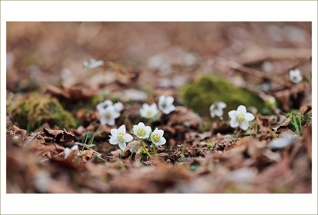 변산바람꽃 녹화 왕이메오름2.JPG