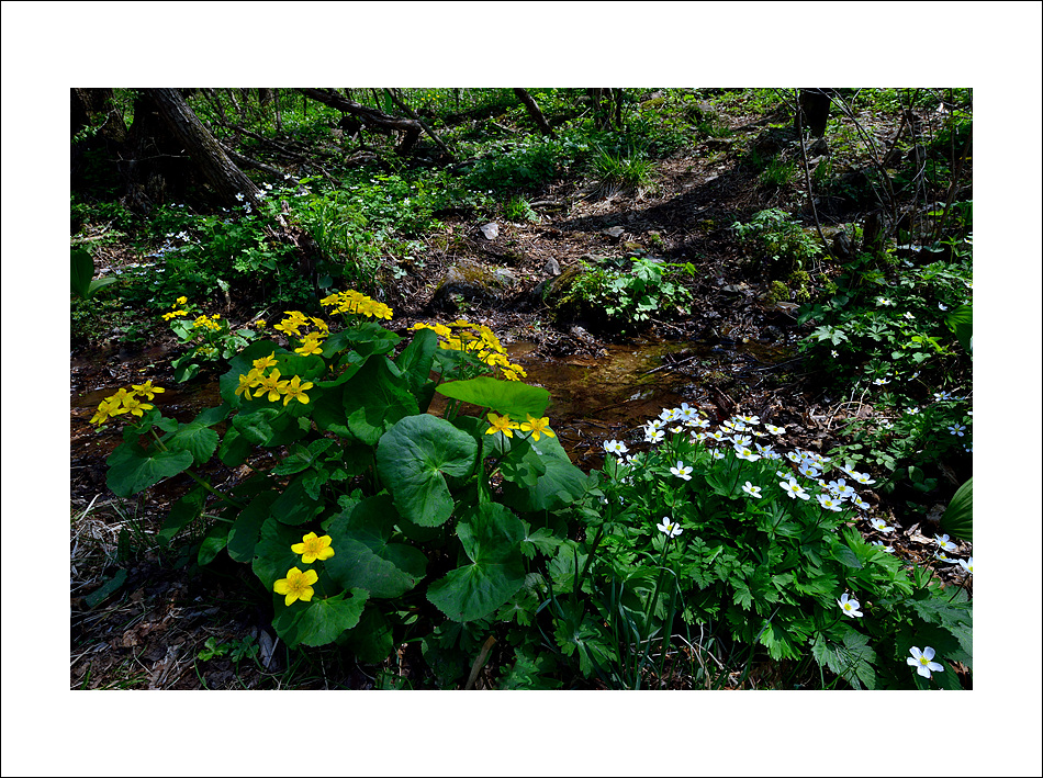 DSC_8341.jpg