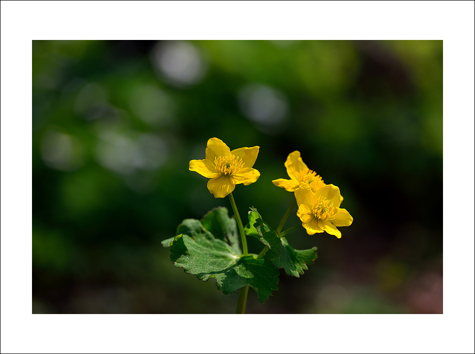 DSC_8503.jpg