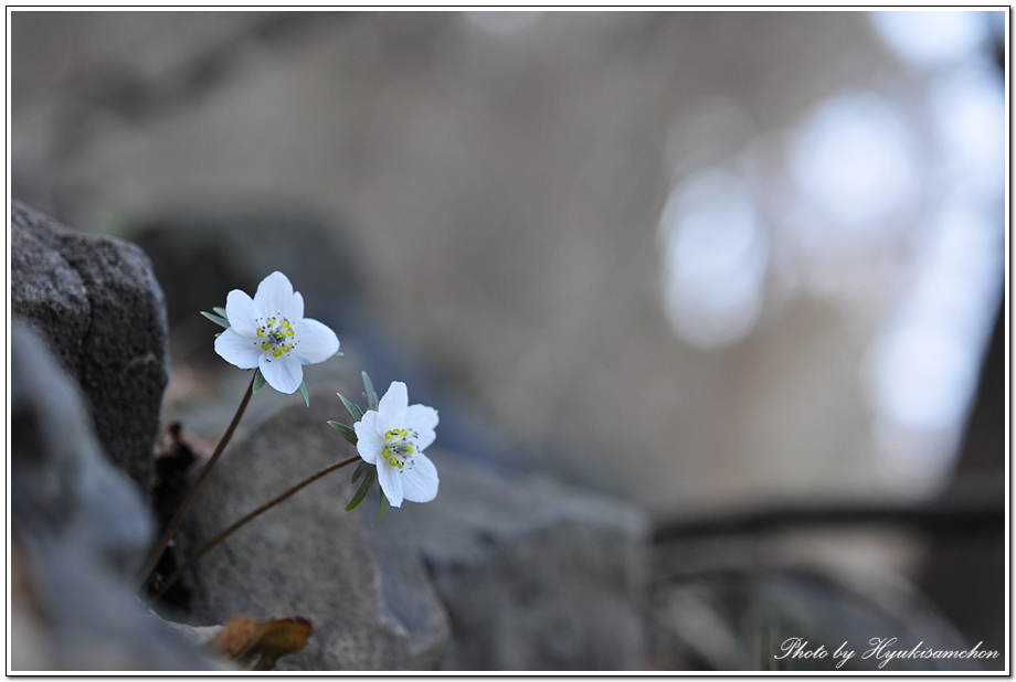 변산바람꽃2.jpg