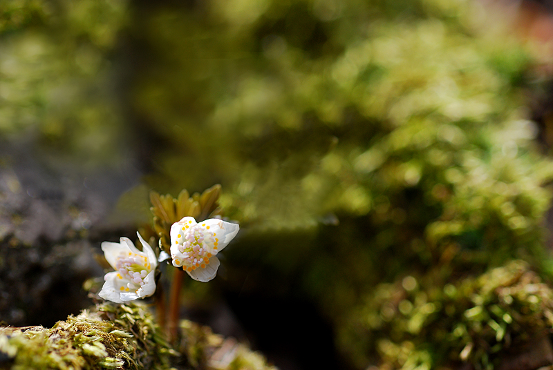 DSC_0112-11.jpg
