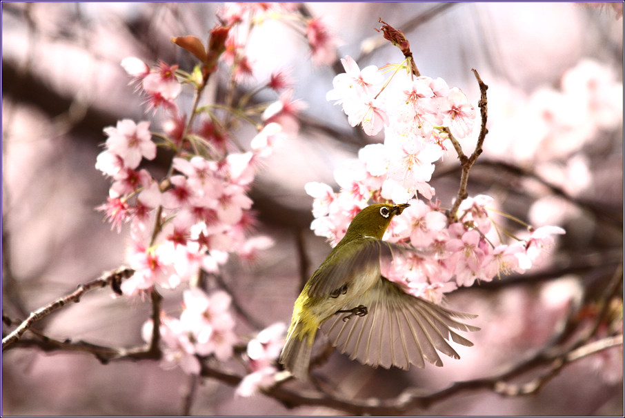 2011-03-31 930.jpg