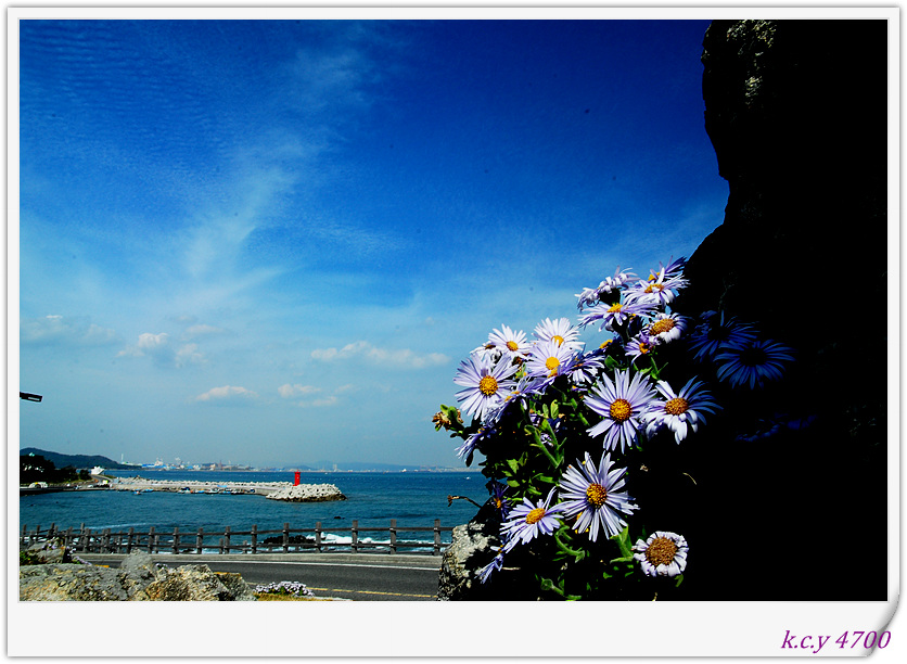 간절곶해국 (81).jpg