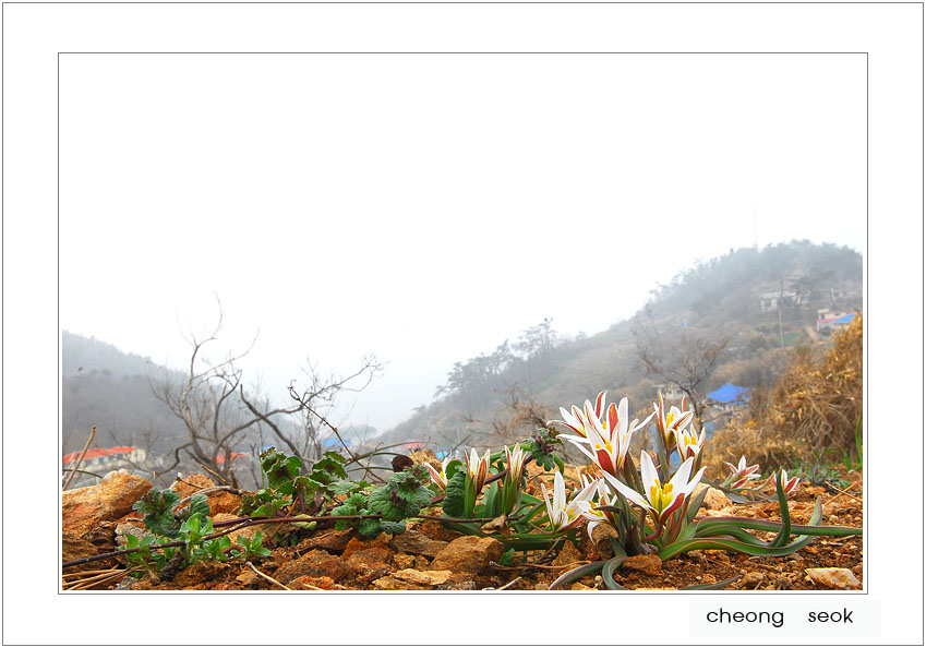 산자고~2.jpg
