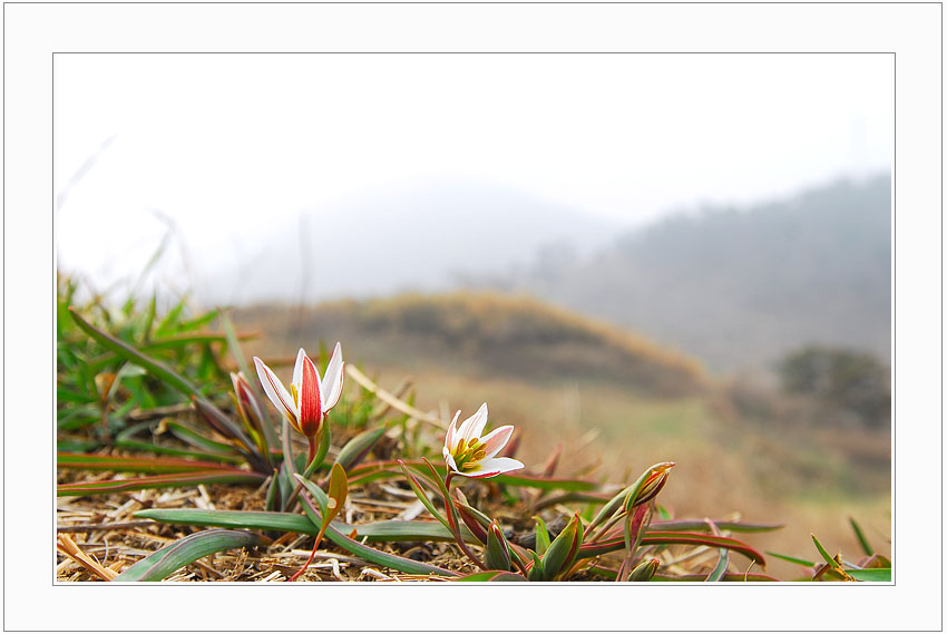 산자고.jpg