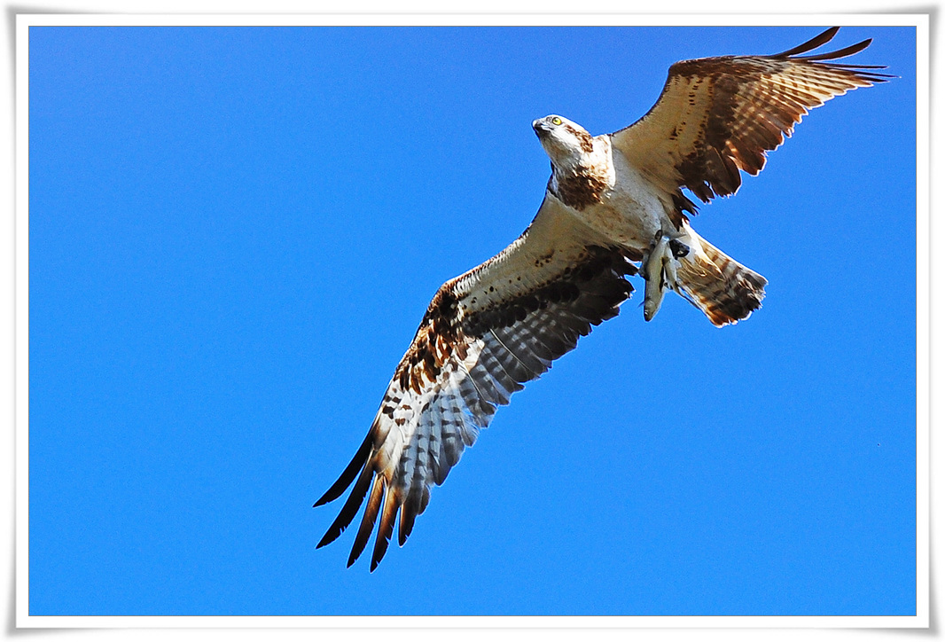 DSC_4505-1.jpg
