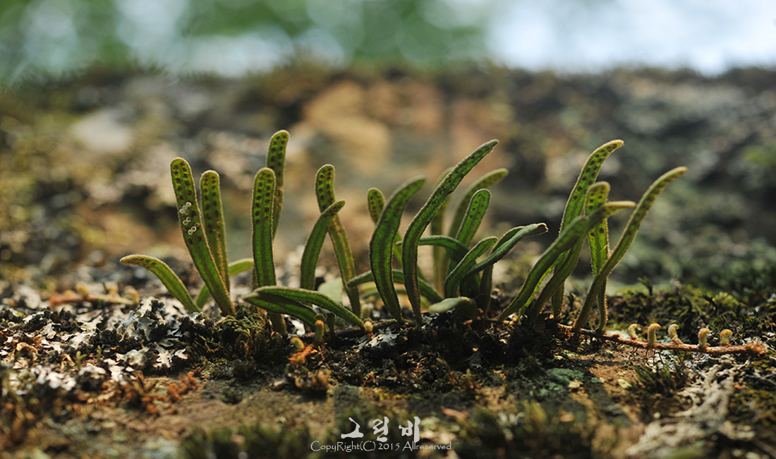 이단일엽초_2.jpg