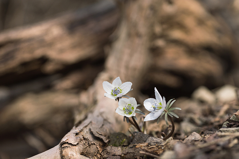 변산바람꽃JENO5761.jpg