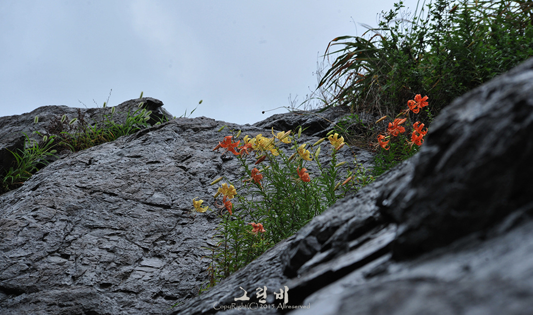 노랑참나리_2.jpg