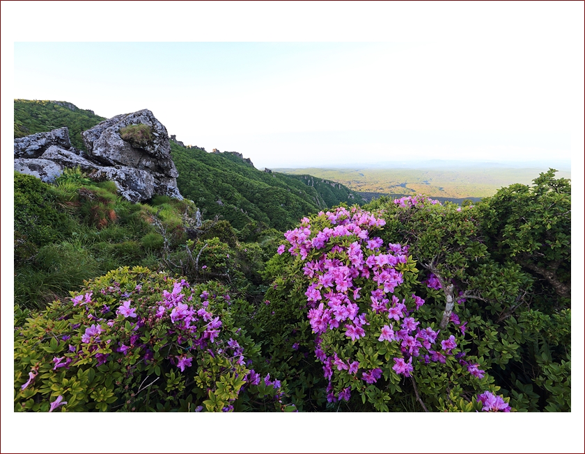 산철쭉 한라산영실.JPG