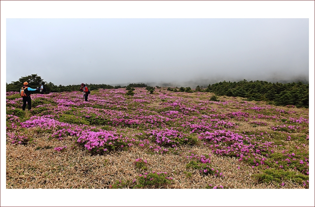 산철쭉 꽃밭에서.JPG