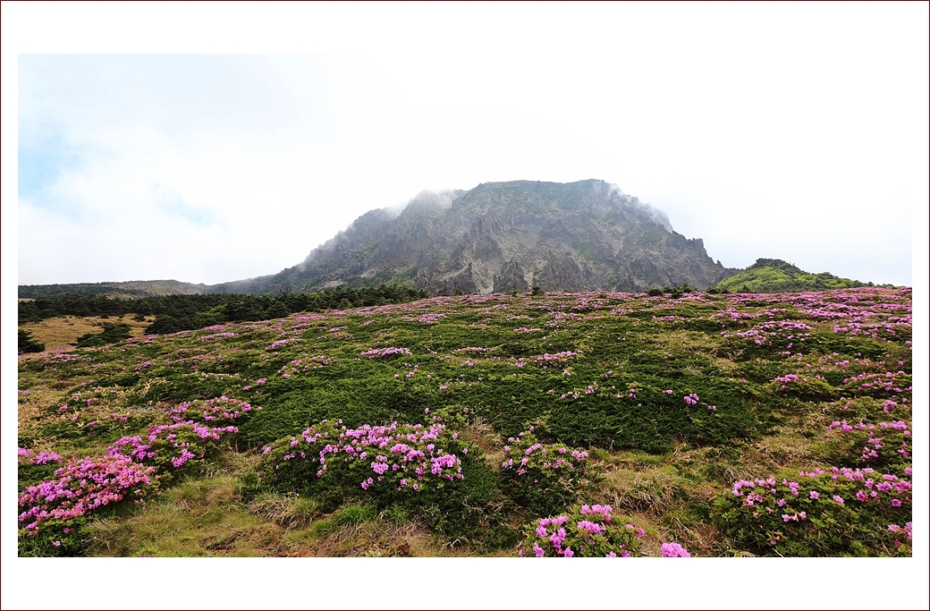 산철쭉 서북벽2.JPG