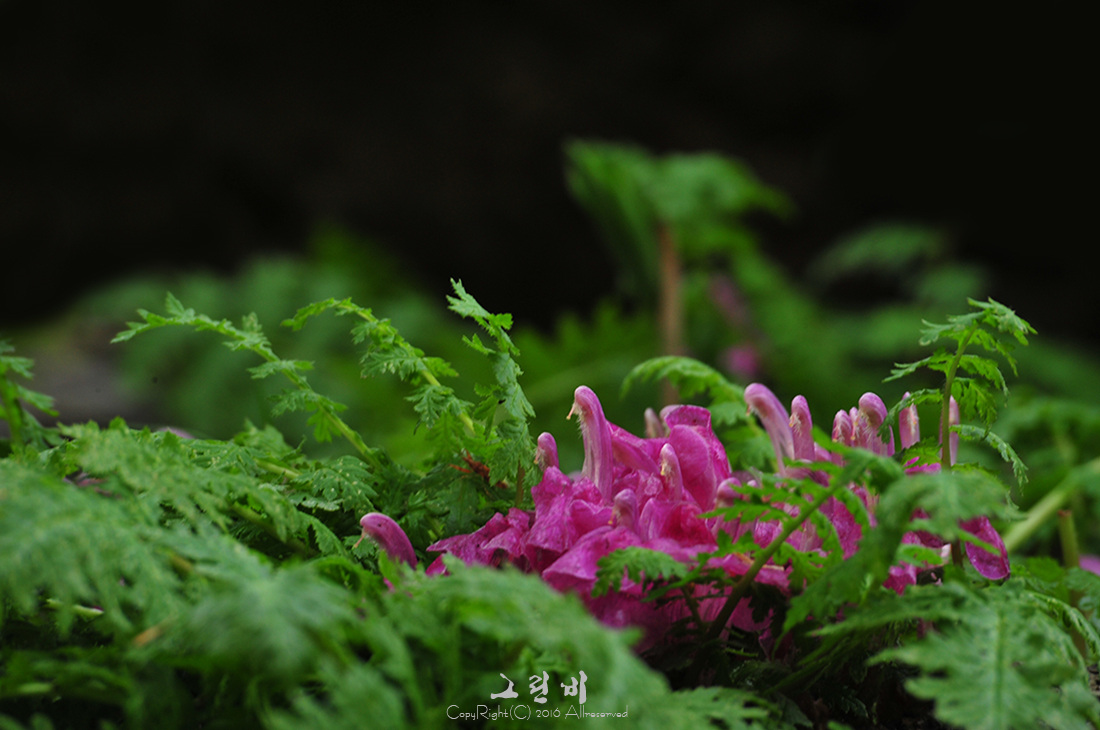 애기송이풀_3.jpg