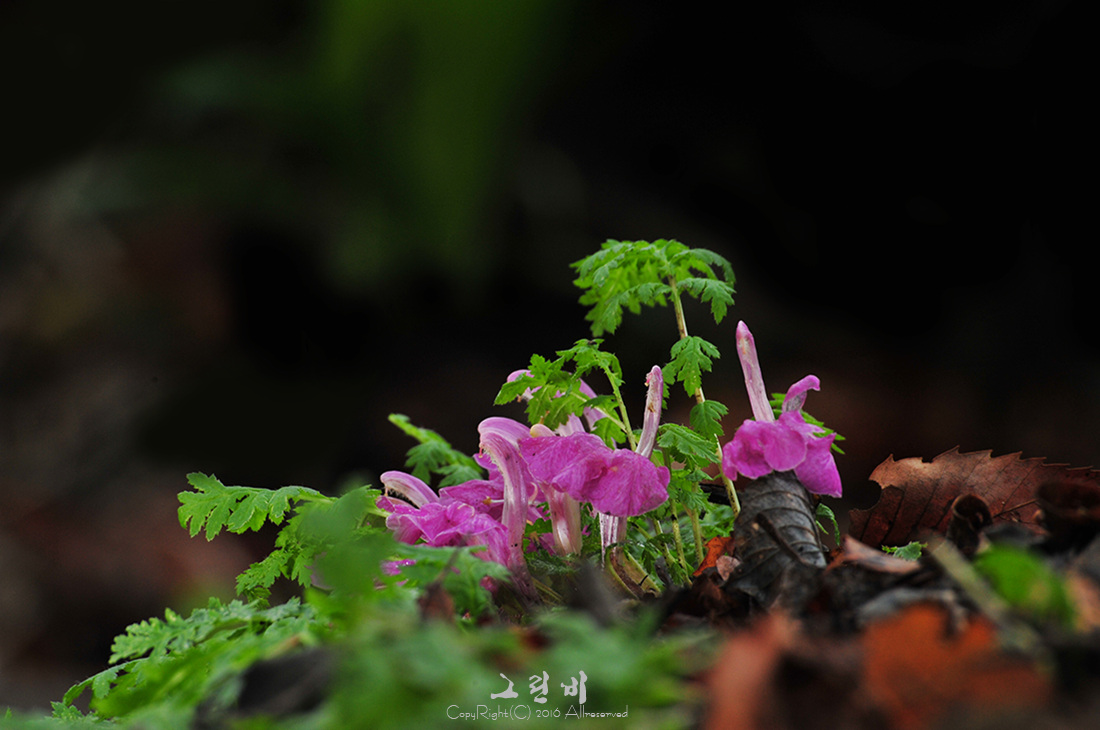 애기송이풀_2.jpg