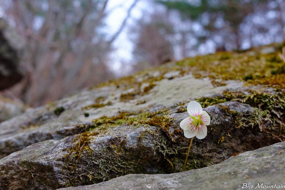 DSCF1016.jpg