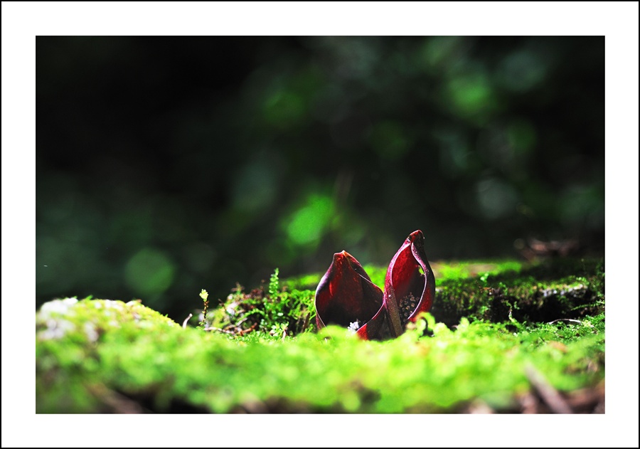DSC_5966.jpg