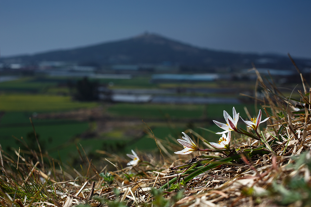 산자고_6727.jpg