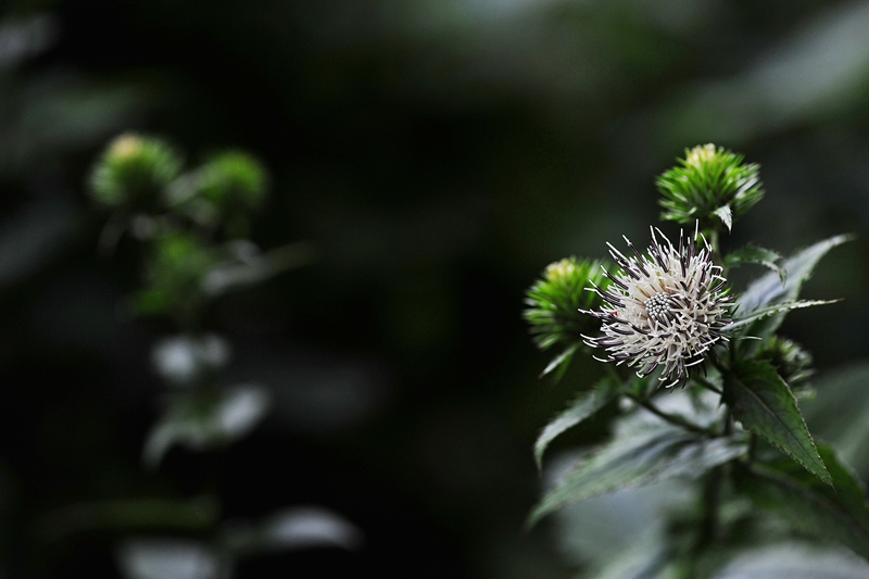 DSC_7499-1.JPG