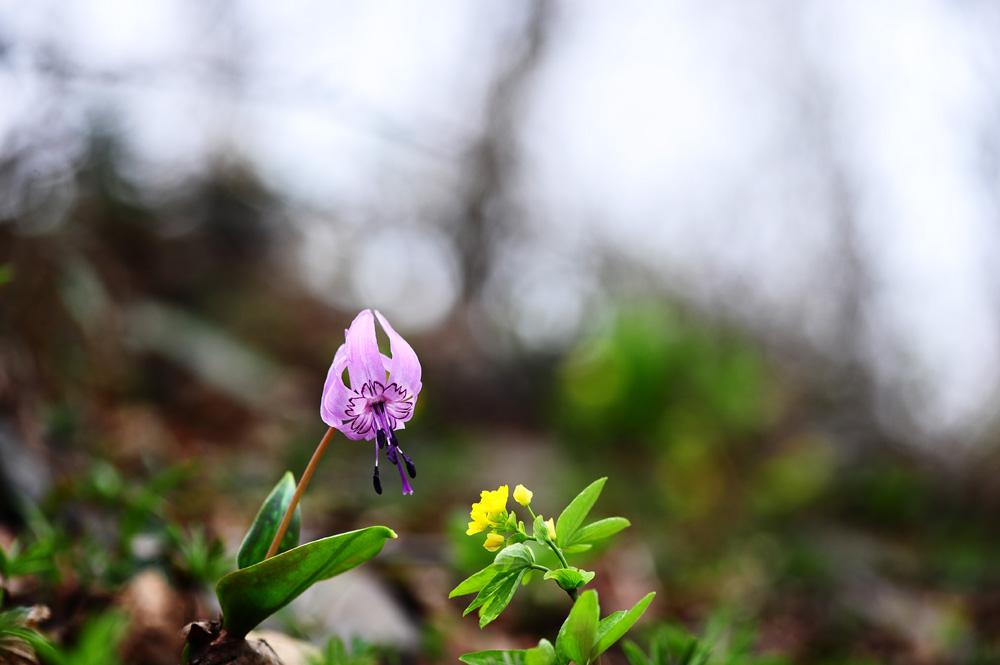 DSC_6255-1.jpg