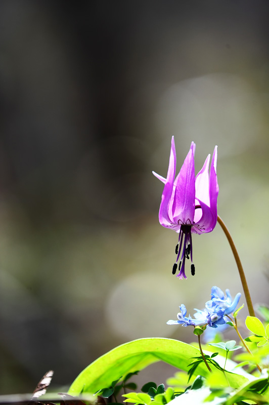 DSC_6207-1.jpg