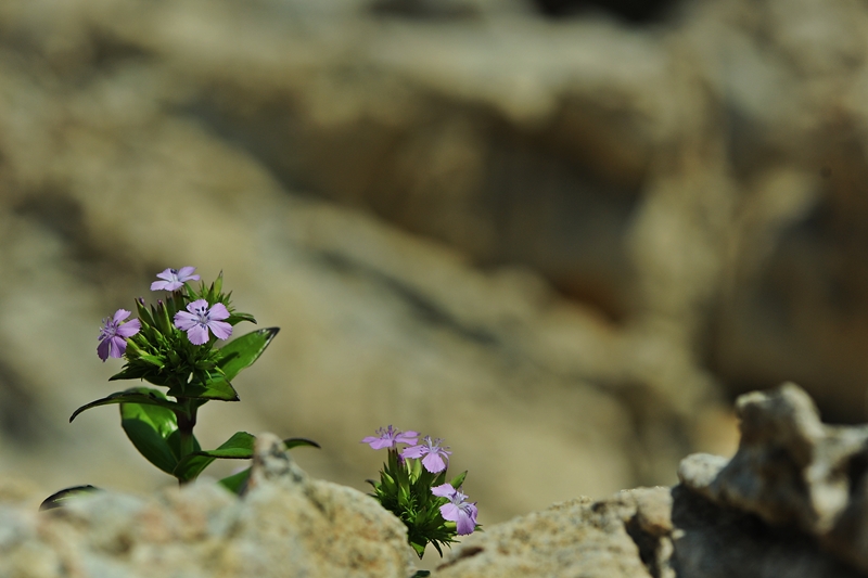 DSC_0524.JPG
