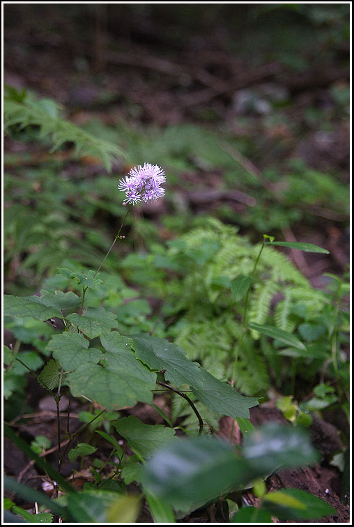 C_4-참꿩의다리5476.jpg
