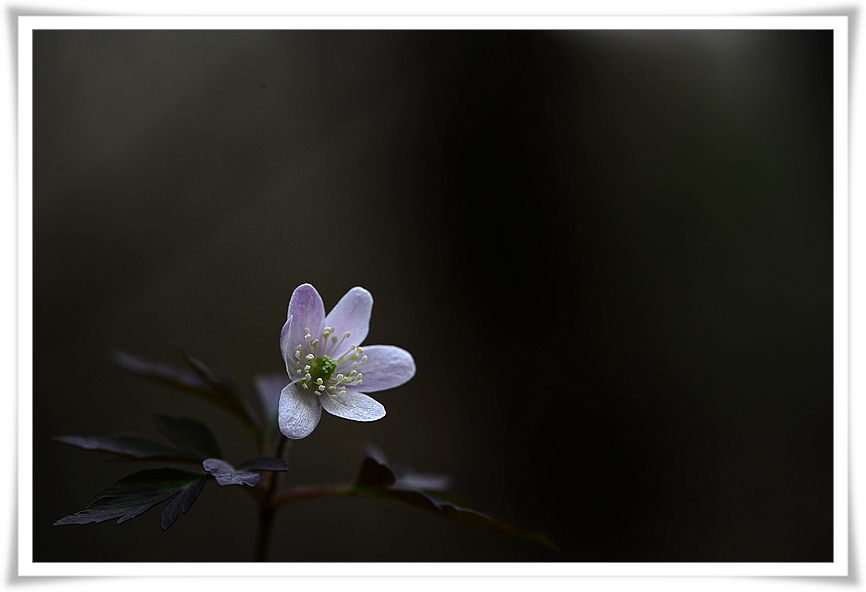 DSC_6561-2.jpg