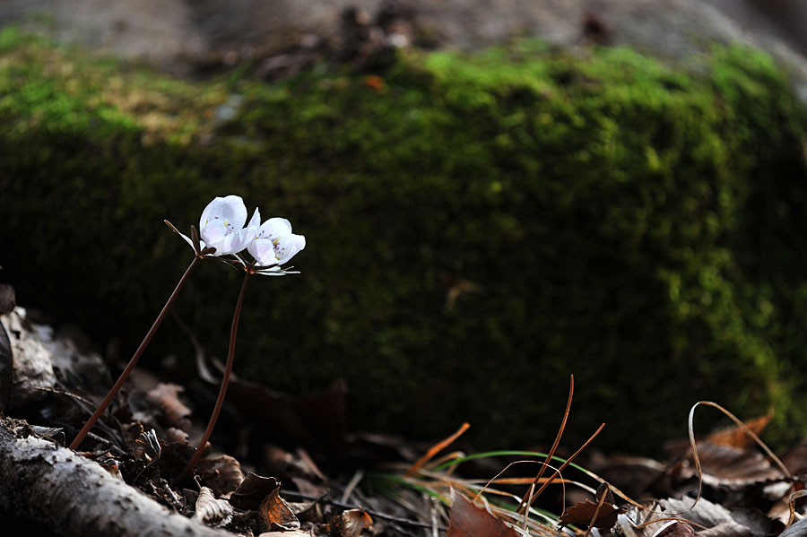 20110306_0033-1.jpg