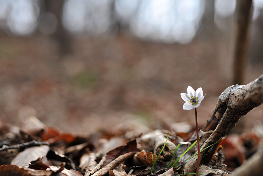20110306_0044-1.jpg