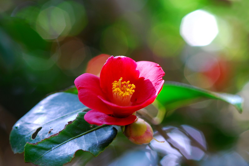 DSC_0503-1.jpg
