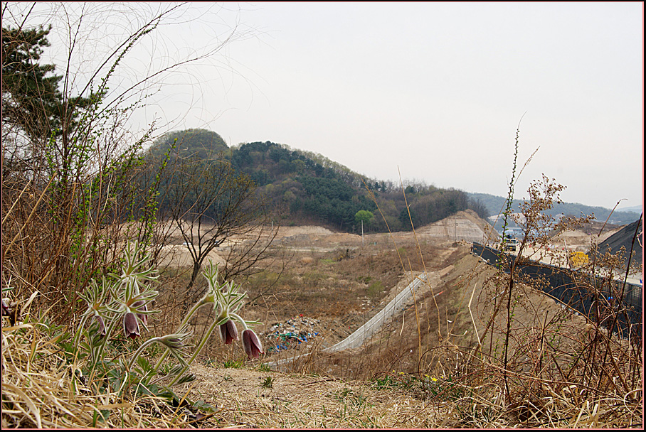 46-할미꽃4093.jpg